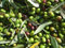Vivaio Garden Forest Pianta di Ulivo Coratina, Pianta reale, Pianta di olive, Olio, Puglia, Pugliese, Alta resa produttiva, Aromatico e fruttato, Resistente, H 180CM