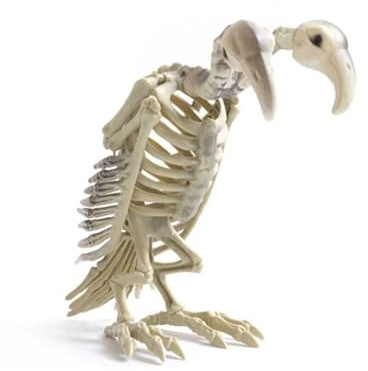 Large Skeleton Animal Halloween Decoration Bone Colour Dog Bird Owl Outdoor Indoor Display (VULTURE)