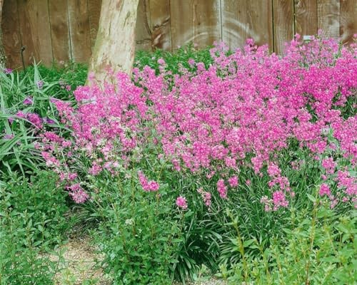 Herbst-Leimkraut 'Splendens' im Topf Silene schafta winterhart Bodendecker