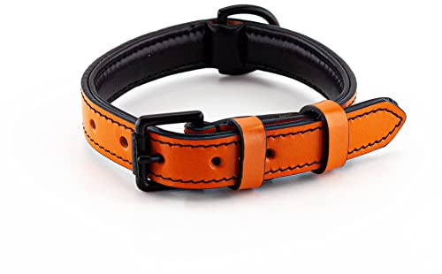 Brute Strength – Hundehalsband aus Leder – Orange – M · 36–43 cm | Weich gepolstertes Echtleder-Halsband für Hunde; Messingschnalle, D-Ring und separater Ring für die Hundemarke