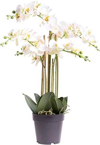 Nova-Nature künstliche Orchidee Bora (Orchideen Pflanze/Phalaenopsis) im schwarzen Kunststofftopf mit Rispen, Blättern und Luftwurzeln real Touch (Creme-weiß, ca. 60 cm / 5 Rispen)