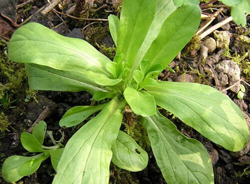 100 graines de légumes aux herbes hollandaises, insalata di mais, laitue d'agneau, Valerianella Locusta