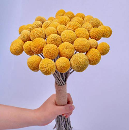 TooGet Bouquet di Fiori Secchi Naturali di Craspedia, con Bottoni Gialli, per Bouquet di Fiori, Veri e Propri Freschi Raccolti e Secchi, per Decorare la Casa, Feste, Matrimoni, Negozi