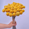 TooGet Natürlich Craspedia Getrocknete Blumen Gelb Billy knöpft Kugeln Strauß Bündel, Craspedia Dried Flowers Billy Buttons Arrangements Dekorieren Sie für Heimwerker, Hochzeit, Geschäft