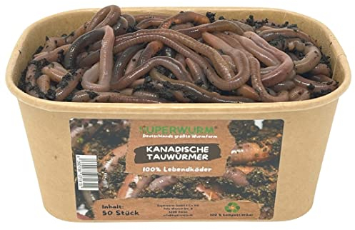50 Stück Kanadische Tauwürmer | 100% kompostierbare Köderdose - Angelköder - Lebendköder - Tauwürmer - Würmer lebend (Lumbricus terrestris)