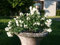 Gartenjasmin `Little White Love´, Philadelphus coronarius, 30-60cm im 3-Liter Topf