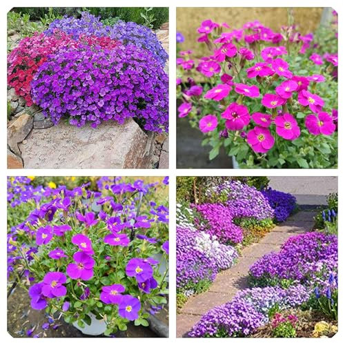 Semi Di Aubrieta Crescione, Seme Aubretia fiori Perenni per Giardino Roccioso, Multicolore, Resistenti al Freddo, 500 Semi, Aubrieta seeds