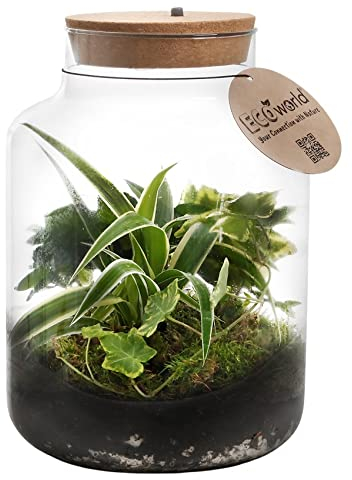vdvelde.com - Jungle Biosphere XL - Ecoworld Flaschengarten mit Farne Pflanze im Glas - Pflanzen Terrarium Glas Ø 22 cm ↥ 33 cm - Mini Ökosystem mit Licht
