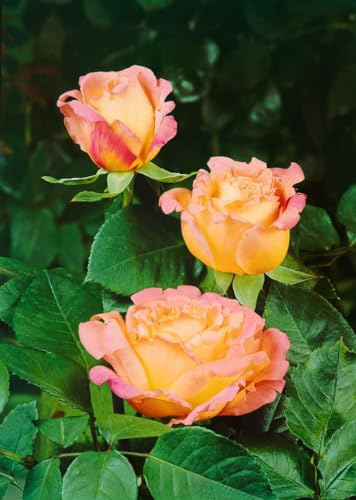 Rosa 'Mary Ann' - Edelrose, apricotfarbene Blüten, Blütezeit Juni-September, ideal für Beete und Kübel, duftend, pflegeleicht