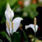 20 pcs einblatt zimmerpflanze samen, balkonblumen, pflanzen winterhart draußen einblatt spathiphyllum winterharte blumen, garden blumenbeet, steingartenpflanzen winterhart blumenwiesensaat,