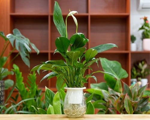 50 graines de plantes vertes Spathiphyllum