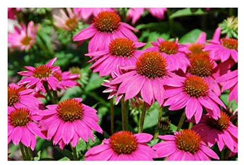 10 x Echinacea purpurea ‚PowWow Wild Berry' (Stauden/Staude/Mehrjährig/Winterhart) Pinker Purpursonnenhut Scheinsonnenhut - sehr Insekten- und Bienenfreundlich - von Stauden Gänge