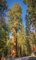Sequoia 10 Semi (Sequoia sempervirens) -