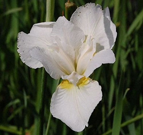 Sibirische Schwertlilie White Swirl - Iris sibirica - lebende Gartenpflanze aus den Baumschulen