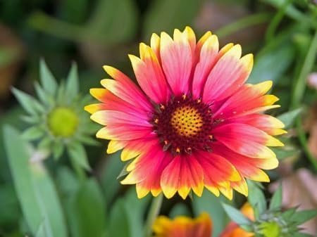 Semillas de flores de gaillardia, 100 unidades, mezcladas