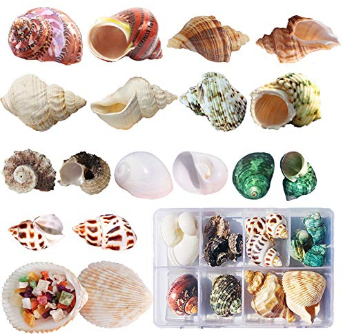 SKOOLOVE Einsiedlerkrebs Muscheln Deko 17 Stück(9 Arten) Natürliche Muscheln für Stranddekorationen Turbo-Muscheln mit kleinem für Fischernetz Deko Aquarium DIY Kunsthandwerk(3-9 cm)