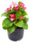Begonia Semperflorens - Plantas Vivas - Flores Naturales de Exterior Planta Terraza Jardín