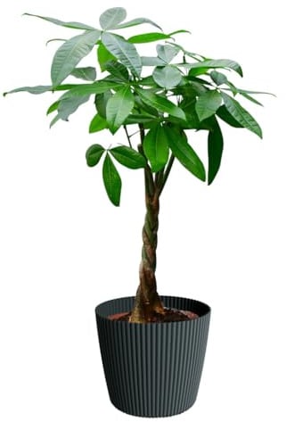 Green Me Up, Glückskastanie mit Milly Übertopf Anthrazit, 90–100 cm hoch, Pachira aquatica, Pflegeleichte Zimmerpflanze aus der Gärtnerei, Ungiftig für Tiere, Dekopflanze mit geflochtenem Stamm