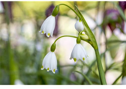 Märzenbecher - Leucojum aestivum, Sommer-Knotenblume, weiß, im Topf vorgetrieben - 12 cm