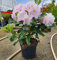 POWERS TO FLOWERS - RODODENDRO ROSA CHIARO XXL, RHODODENDRON, IN VASO 22CM DIAMETRO, pianta vera