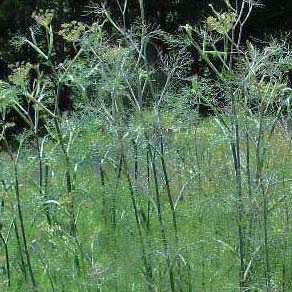 Herb Fennel Bronze 3 Plug Plants, Grow Your own Veg, Garden Ready