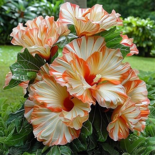 Hibiscus syriacus,Sottili,Graziali, Aeree, Resistenti,Bulbi di Hibisco, Vibranti, Luminose-2 Bulbi
