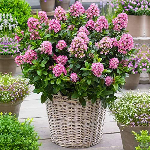 GardenersDream Escallonia Laevis Pink Elle Plant in Pot - Outdoor Garden Ready Evergreen Shrub - Low Maintenance Flowering Shrub for Gardens, Borders and Patios (9cm Pot, 20-30cm)