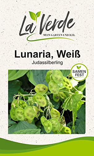 Judassilberling Weiß Blumensamen
