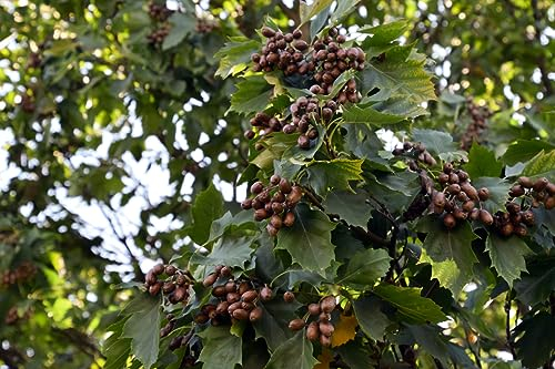 25 Samen Elsbeere Sorbus torminalis Baum des Jahres 2011 Wert Holz Waldbaum