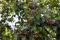 25 Samen Elsbeere Sorbus torminalis Baum des Jahres 2011 Wert Holz Waldbaum