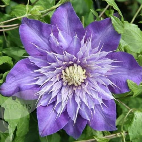3 x Clematis Multi Blue (Waldrebe) - 3 x Kletterpflanzen - Blau, Mehrjährig und Winterhart - 3 x 1,5 Liter Töpfe | ClematisOnline