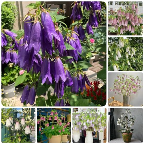 600 Pcs Glockenblume Winterhart Samen - Campanula Medium - Kletterpflanzen Winterhart, Bio Saatgut Glockenblume Samen, Blumen Balkon, Garten Geschenke Für Frauen Blumenwiese Samen,