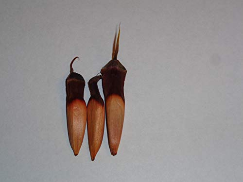 Portal Cool 3 frisch gemolkene Monkey Puzzle Seeds (Araucaria Araucana)