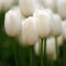 AchidistviQ 50Pcs Mehrjährige Seltene Tulpe Blumensamen Garten Topfpflanzen Indoor Outdoor Dekoration Frühlingsblühende Tulpenzwiebeln Weiß Tulpensamen