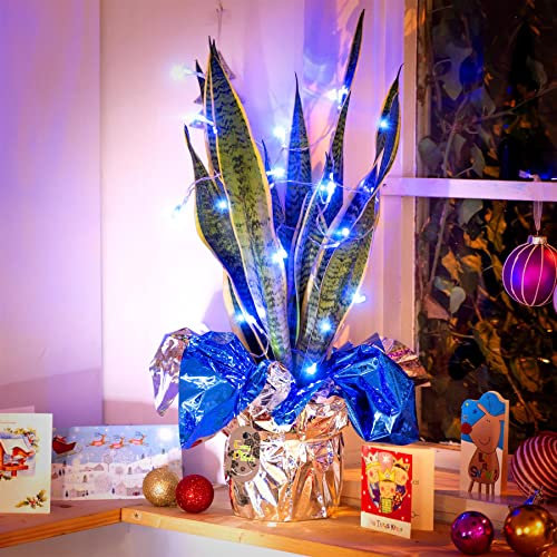 Grande plante de langue en forme de belle-mère dans un emballage cadeau avec guirlande lumineuse Bleu au choix