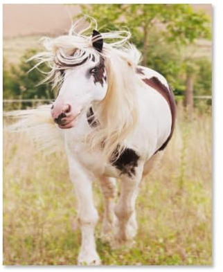 Puzzle 1000 Stück,schwarzes und weißes Pferd,Klassische Puzzle 3D Puzzle DIY Kit Holz Spielzeug Einzigartiges Geschenk Wohnkultur(75x50cm-D34