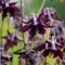 semi di aquilegia biologici, semi di prato fiorito decorazione da giardino per esterni fiori selvatici perenni fiori piante in vaso per esterni da balcone in serra prato resistenti 100pcs
