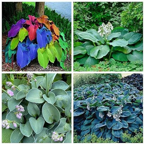 Hosta Bulbo, Hosta Rara, Cobertura Del Suelo, Hosta, Plantas En Macetas, Cuatro Estaciones, Tolerantes Al FríO Y A La Sombra, BalcóN, DecoracióN Del Patio-15bulbos-A