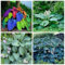 Hosta Bulbo, Hosta Rara, Cobertura Del Suelo, Hosta, Plantas En Macetas, Cuatro Estaciones, Tolerantes Al FríO Y A La Sombra, BalcóN, DecoracióN Del Patio-15bulbos-A