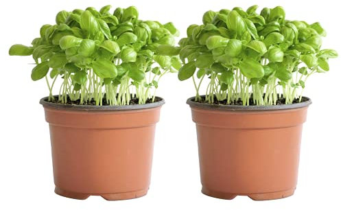Set de Dos Albahacas Italianas Plantas Aromáticas Naturales para la Cocina