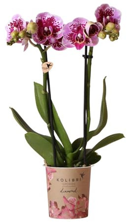 La Green Touch - Rosa und violette Orchidee mit Übertopf – Höhe 35 cm, Ø 9 cm – Zimmerpflanze – Topf 9 cm, Höhe 35 cm