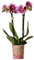 La Green Touch - Rosa und violette Orchidee mit Übertopf – Höhe 35 cm, Ø 9 cm – Zimmerpflanze – Topf 9 cm, Höhe 35 cm