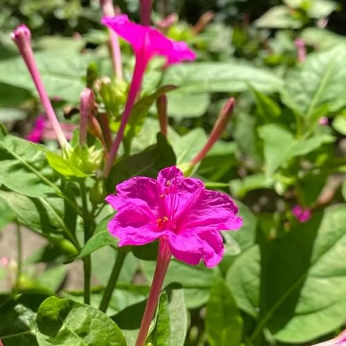 150 pcs Jasmin Pflanze Samen - nachhaltige geschenke für frauen Jasminum Sambac, flowers hochbeett deko pflanze bienen wiese dekoration wohnzimmer bloom bienenfreundliche blumensamen