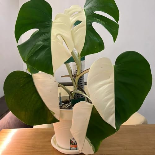 20 pz Semi di Monstera Deliciosa Variegata piante esotiche, regali da giardino resistenti Semi di piante di Monstera, regalo di semi di piante regalo di semi serra balcone fiore prato