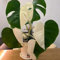 20 pz Semi di Monstera Deliciosa Variegata piante esotiche, regali da giardino resistenti Semi di piante di Monstera, regalo di semi di piante regalo di semi serra balcone fiore prato