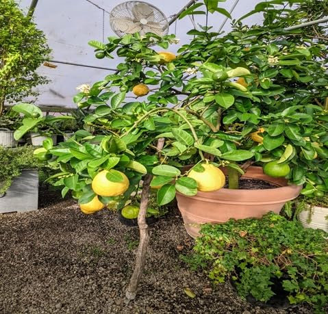 40 graines de citronnier