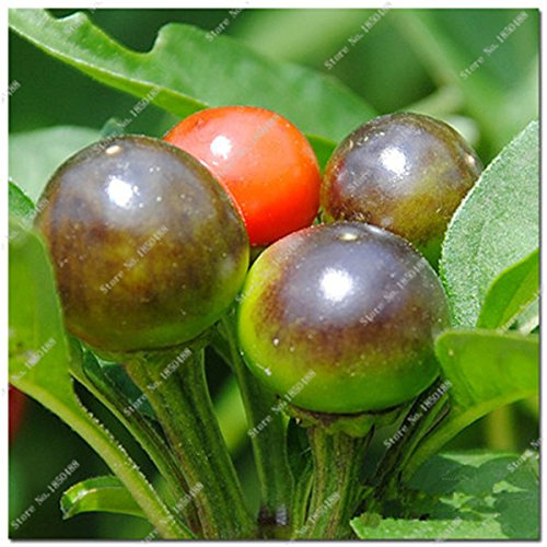 Kirsche Pfeffer sät Gemüse Hausgarten Bonsai Chile Pflanze Nicht-GVO-Garten-Dekoration Küche Würzen von Speisen 200 Stück 2