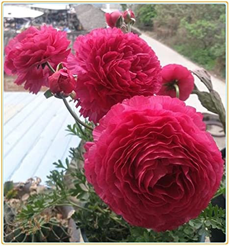 Ranunculus bulboso/Rare piante rosse della famiglia zz, piante aromatiche nei giardini all'aperto-10bulbi