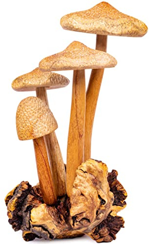 Curawood Pilz-Skulptur aus Holz für einen kunstvollen Touch – handgefertigte 22,9 cm große Pilz-Statue mit aufwendigen Details – authentische Gartenpilze dekorativer Mittelpunkt – Kunsthandwerker