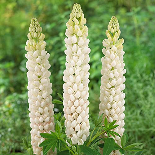 Lupin Polar Princess - Stunning Lupinus Garden Ready Potted Plants - Outdoor Perennial in Pot - Hardy White Flowering Plant (9cm Pot, 10-20cm)